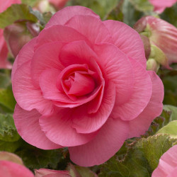 Клубни бегонии Non Stop Pink