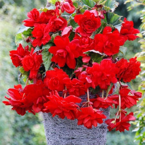 Бегония Pendula Cascade Scarlet