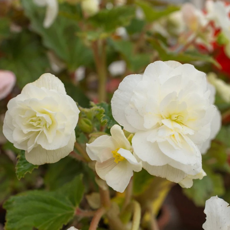 Бегонія Pendula Cascade White