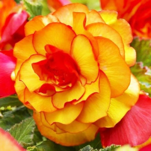 Бегония Picotee Yellow Red