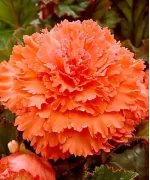 Бегонія Fimbriata Orange