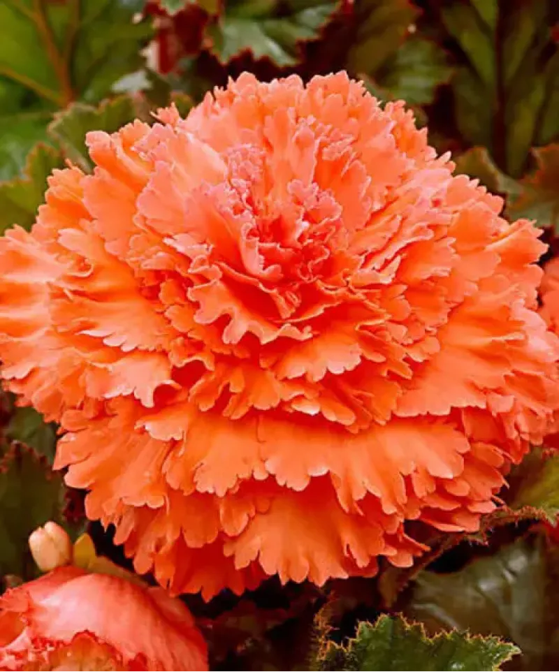 Бегонія Fimbriata Orange