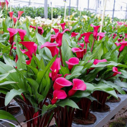 Цибулини кали Passoa