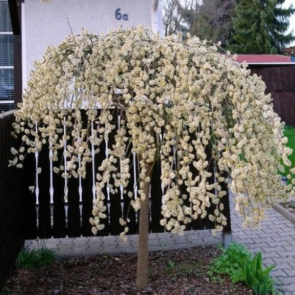 Верба Кильмарнок