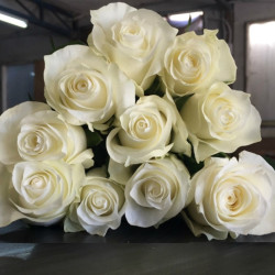 Саженцы розы Прауд