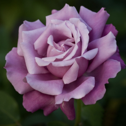 Саженцы розы Шарль де Голль