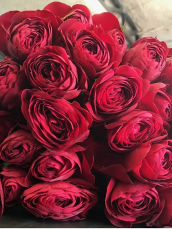 Саджанці троянди Ред Лейс на штамбі