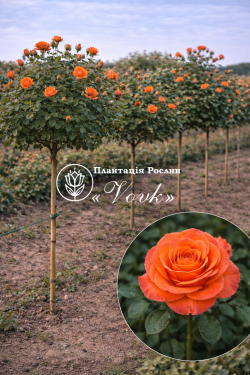 Саджанці троянди Алегрія на штамбі