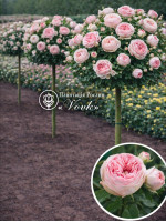 Саженцы розы Брайдал Пиано на штамбе