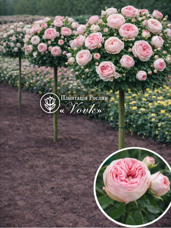 Саженцы розы Брайдал Пиано на штамбе