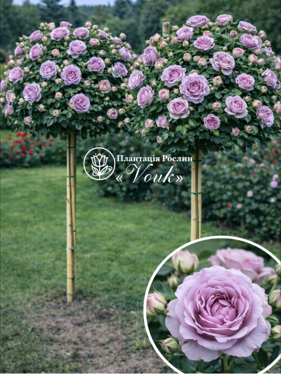 Саженцы розы Новалис на штамбе