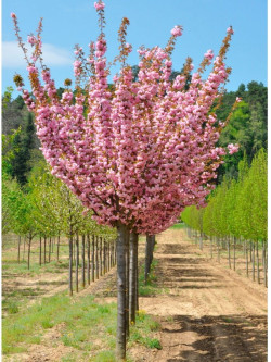 Саженцы Сакуры мелкопильчатой Канзан (Kanzan)