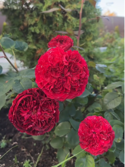 Саженцы розы Тесс на штамбе