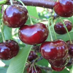 Саженцы вишни Самсоновка