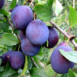 Саженцы сливы Топ Гигант