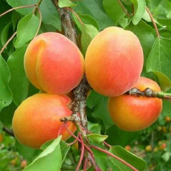 Саженцы абрикоса Джумбо Кот
