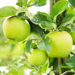 Яблуня Мутсу