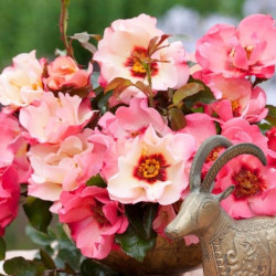 Саджанець троянди Принцеса Фінікійська