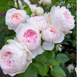 Роза Герцогиня Кристиана