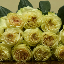 Саженцы розы Динамик