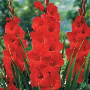 Гладиолус Bunga