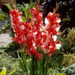 Цибулини гладіолуса Koi Pursuit