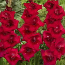 Цибулини гладіолуса Ellis