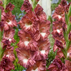 Луковицы гладиолуса Tiramisu 