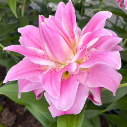 Луковицы лилии Lotus Breeze