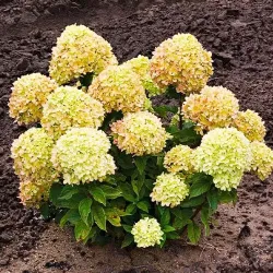 Саджанці гортензії волотистої Living Cotton Cream (Лівінг Коттон Крім)
