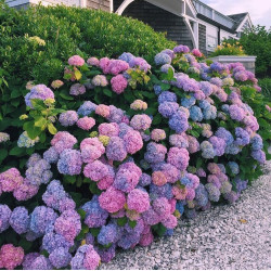 Саженцы гортензии крупнолистной Chameleon