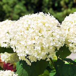 Саженцы гортензии метельчатой ANNABELLE