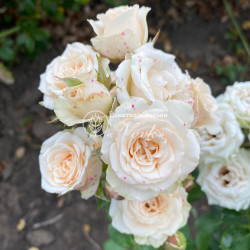 Саджанці троянди Яна