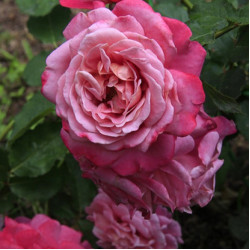 Саженцы розы Агнесс Шиллингер