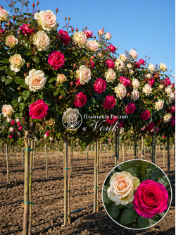 Саджанці троянди Ла Перла / Юріанда на штамбі