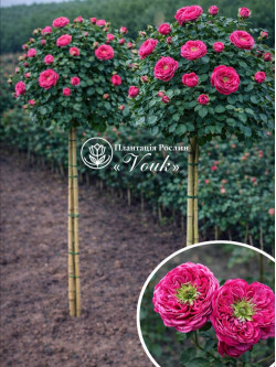 Саженцы розы Принцесса Киши на штамбе