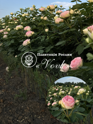 Роза Пьер де Ронсар штамб