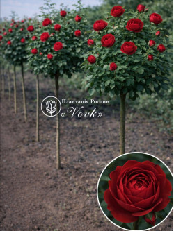 Саджанці троянди Ред Лейс на штамбі