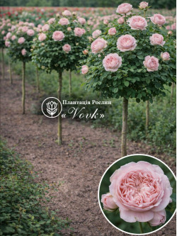 Саджанці троянди Роб а Ля Франсез на штамбі