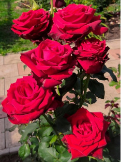 Саджанці троянди Експлорер на штамбі