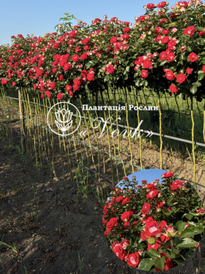 Роза Руби Стар штамб