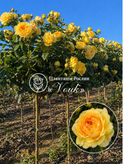 Саджанці троянди Ані Дюпрей на штамбі