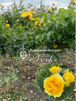 Саджанці троянди Жовта Лялька на штамбі