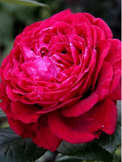 Саджанці троянди 4-х Вітрів на штамбі