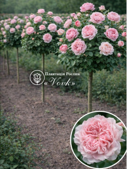 Саженцы розы Розе де Толбиак на штамбе