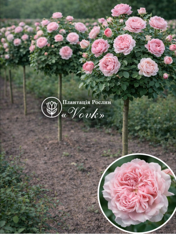 Саженцы розы Розе де Толбиак на штамбе