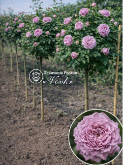 Саджанці троянди Принцеса Каорі на штамбі