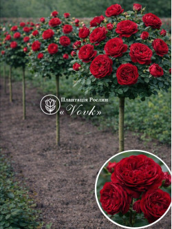 Саженцы розы Тесс на штамбе