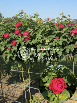 Саженцы розы Аскот на штамбе