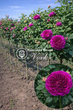 Саджанці троянди Вільям Шекспір на штамбі